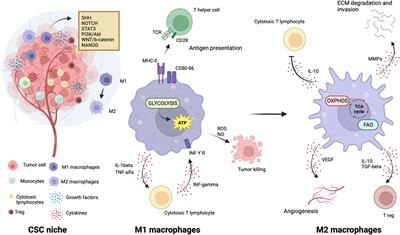 Metabolic vulnerability of cancer stem cells and their niche